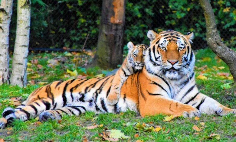 WP Fastest Cache, para una carga rápida de WordPress